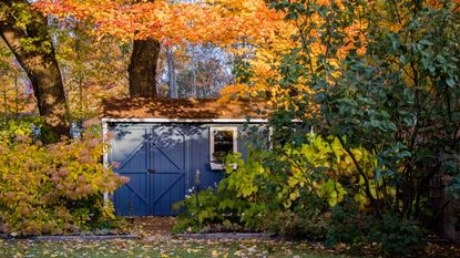 Fall garden with a shed and orange trees