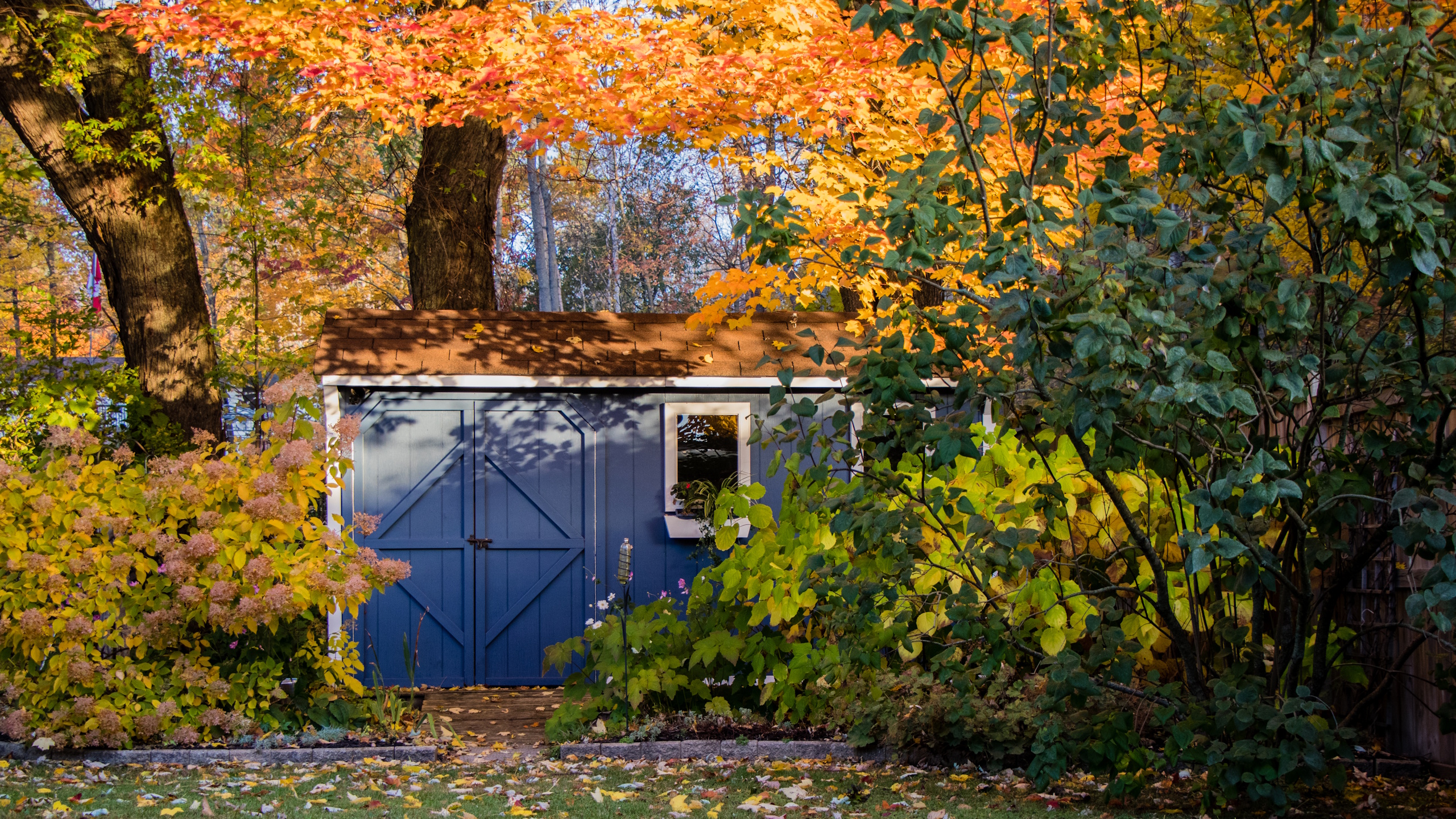 Fall garden with a shed and orange trees
