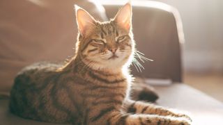 Cat sitting in the sun on a sofa with its eyes half shut