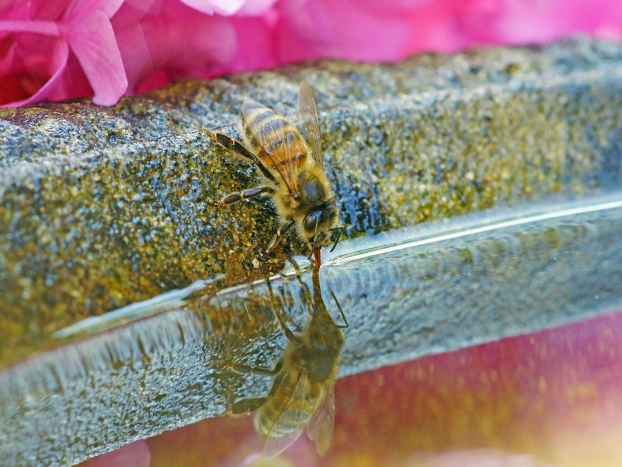 Bee Drinking Out Of A Bee Bath