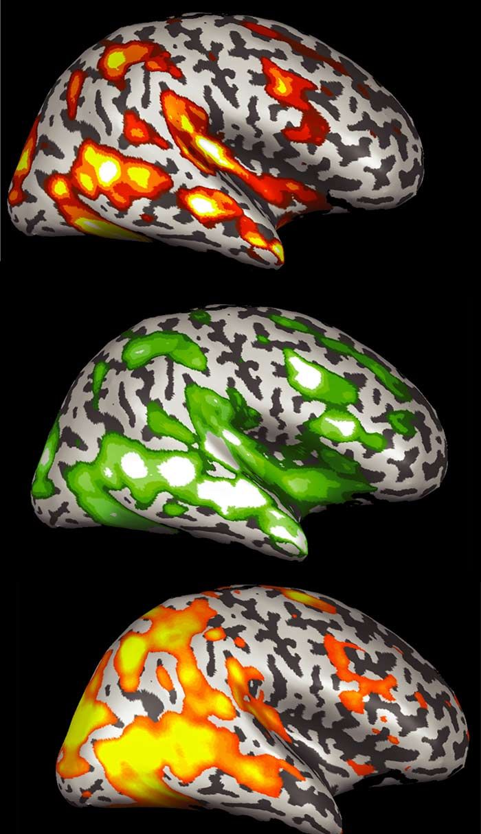 MRI brain scans of children and adults watching Sesame Street