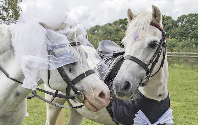 Ponywedding.jpg
