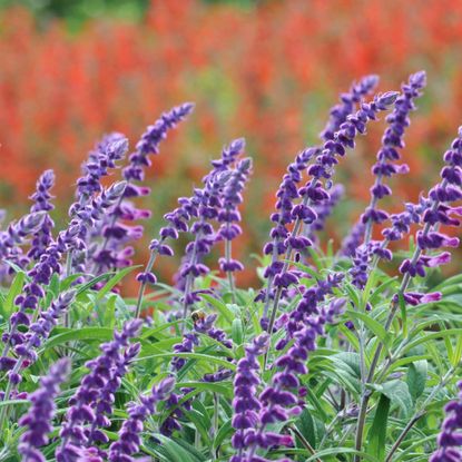 Purple blooms on Mexican bush sage
