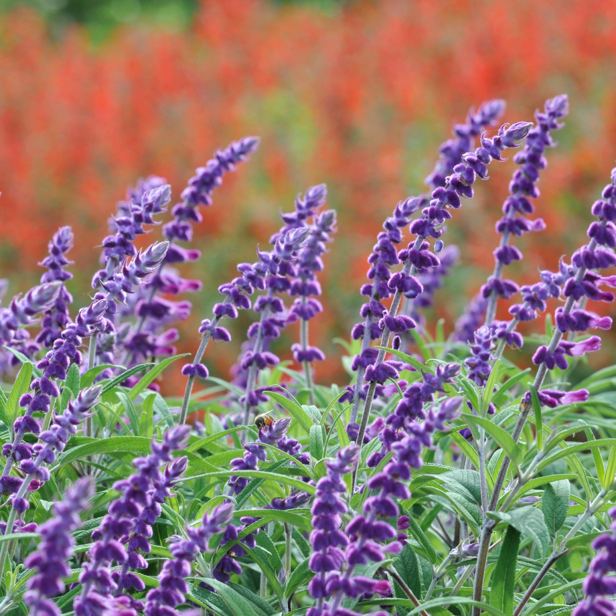 Purple blooms on Mexican bush sage