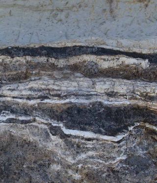 A close-up of the black mats seen in northern Chile's Atacama Desert.