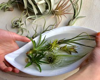 A person soaking air plants in an almond-shaped white dish of clean water. Only their hands are visible.