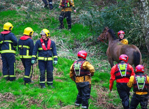 swamp rescue5