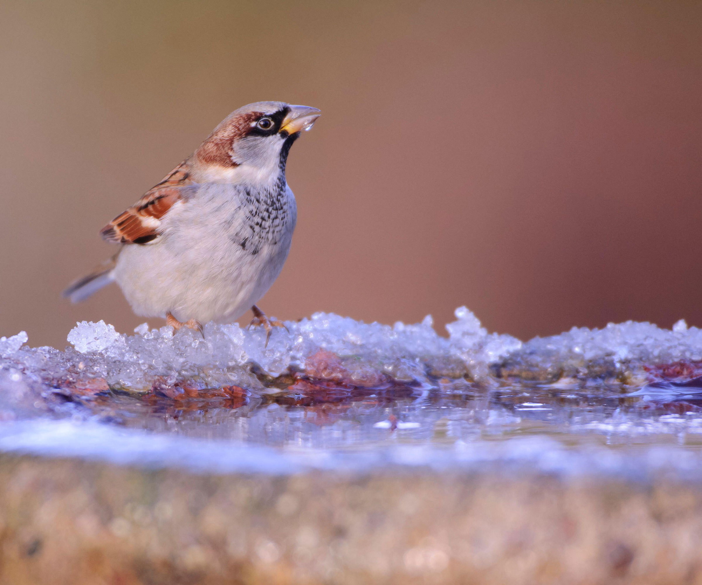 sparrow sitting on bird bath near ice