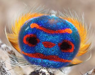 This is the tail flap of the peacock spider Maratus speciosus.