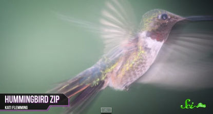 Hummingbirds are freaks of nature
