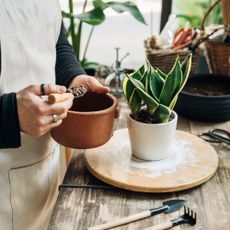 Man fertilizing potted snake plant