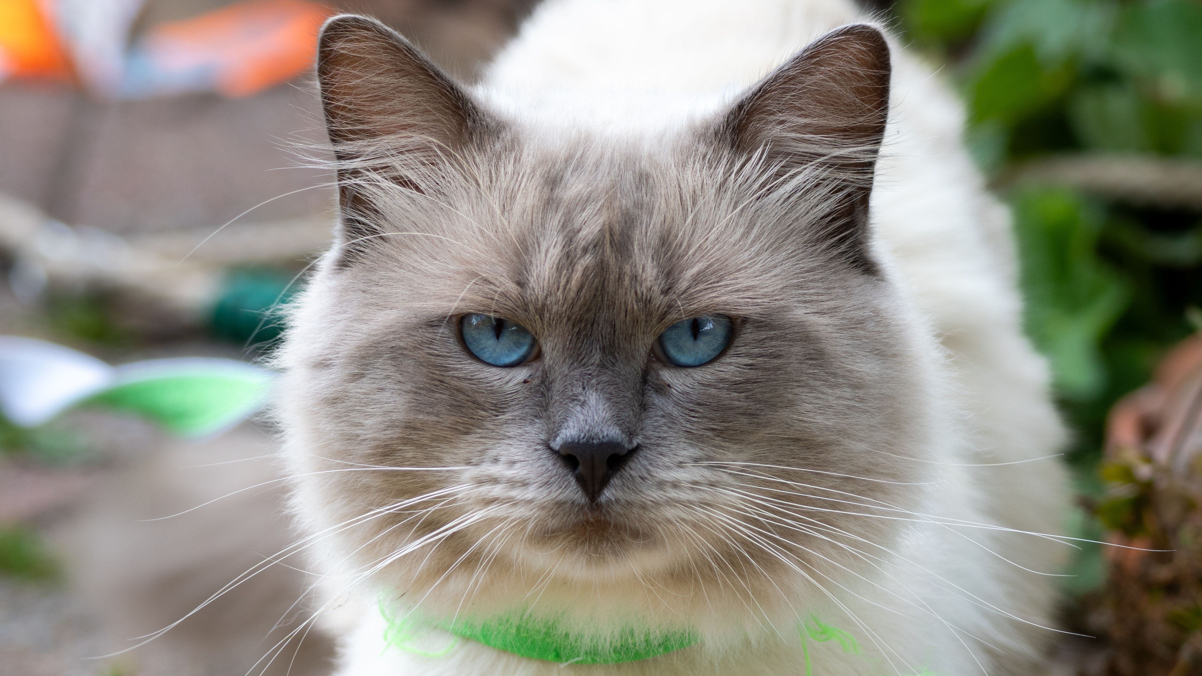 ragdoll cat in a garden