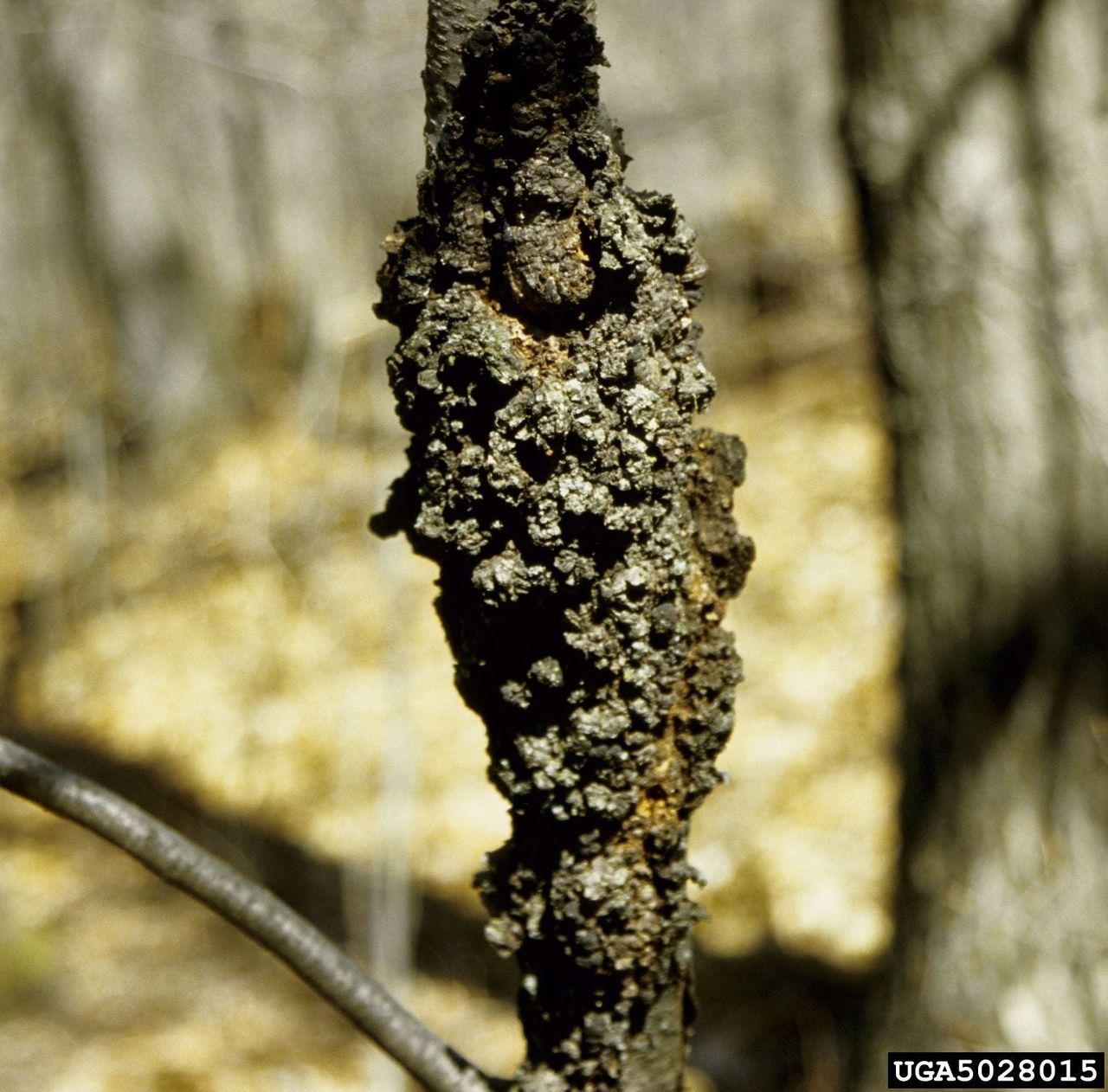 Black Knot On Tree Branch