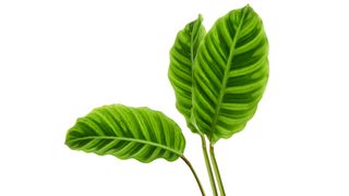 Zebrina Plant