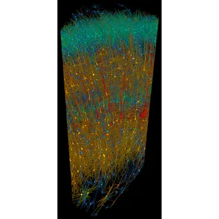 A rendered reconstruction of human brain tissue in six layers with neurons colored by size and type, created by Google with the help of advanced AI shows the complexity of the human brain in just a 3mm cortex sample of the anterior temporal lobe.