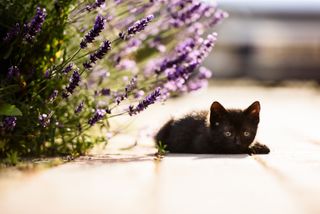 Plants that are poisonous to cats: black kitten beneath lavender