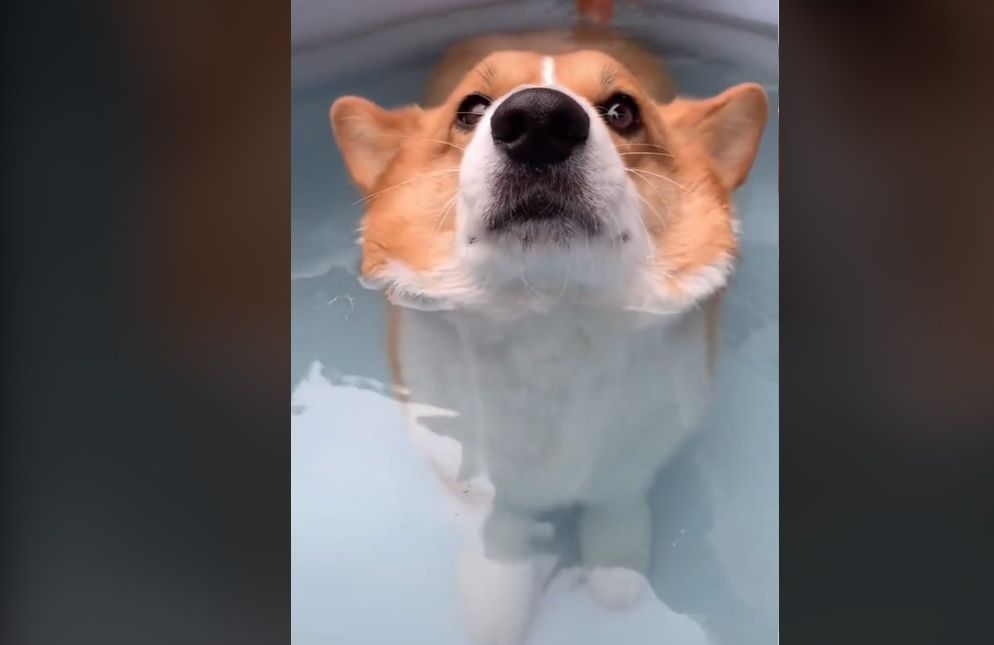 corgi floats in water