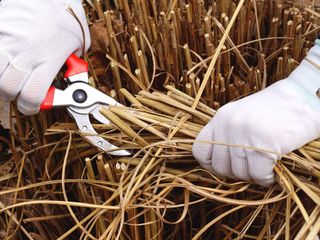 pruning miscanthus grass with secateurs