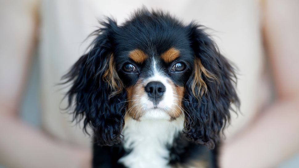 23 quietest dog breeds that make peaceful companions PetsRadar