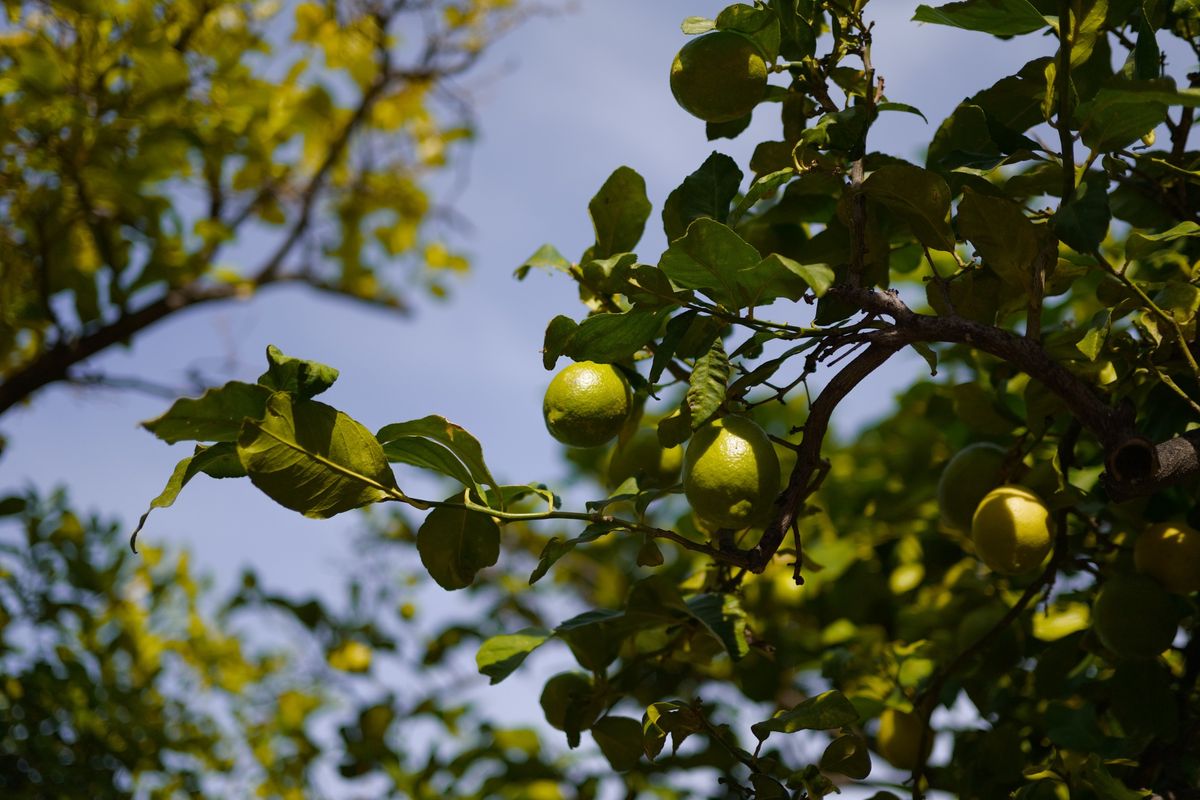 Green citrus fruit growing among sunlit leaves on a tree against a blue sky.