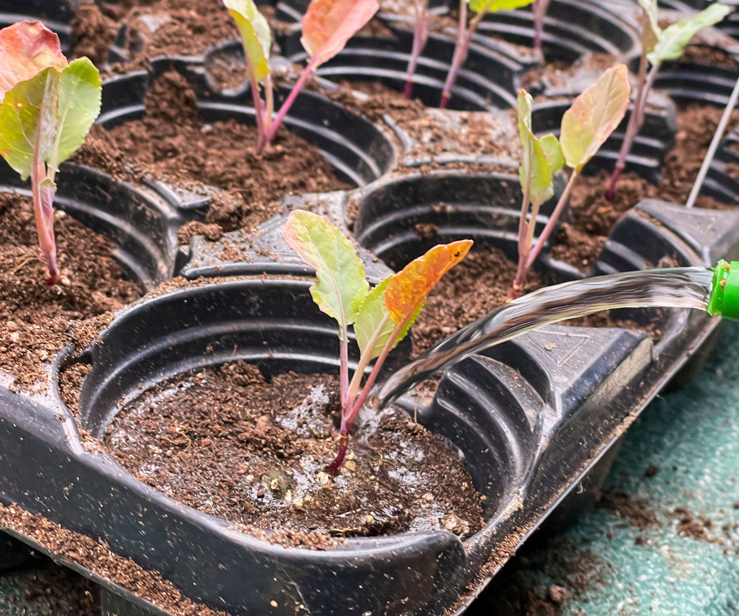cauliflower seedlings growing in large plastic tray