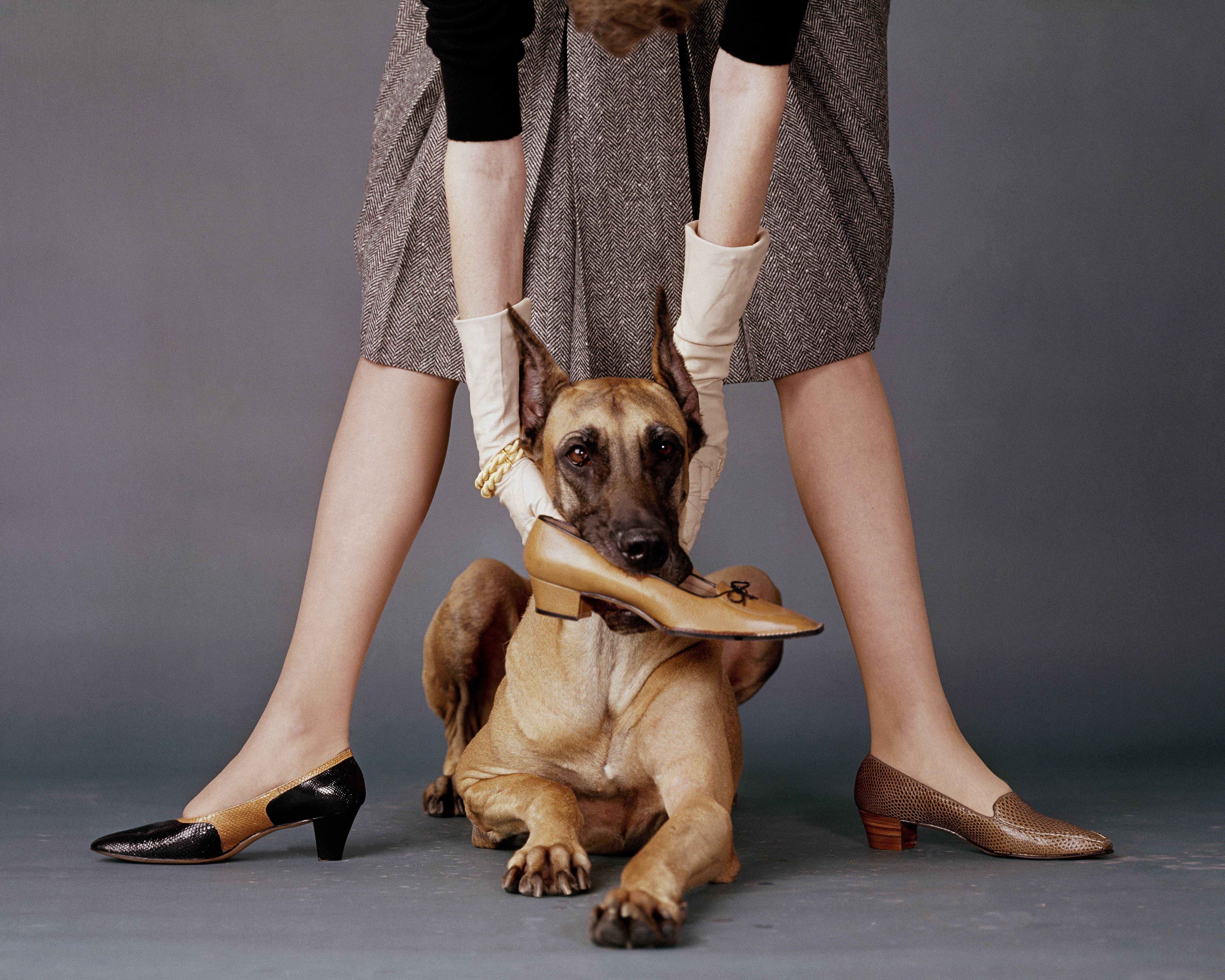 A tan Great Dane lies between a woman’s legs, holding a high-heeled shoe gently in its mouth. The woman wears vintage-style heels, gloves, and a herringbone skirt.