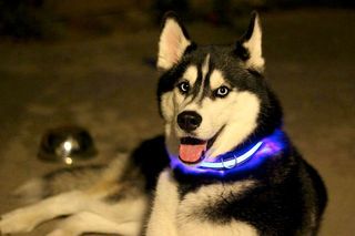 Halo Mini LED Dog Collar