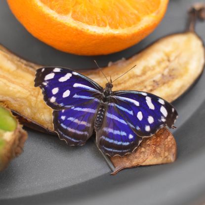 Blue butterfly sitting on override banana and other fruit