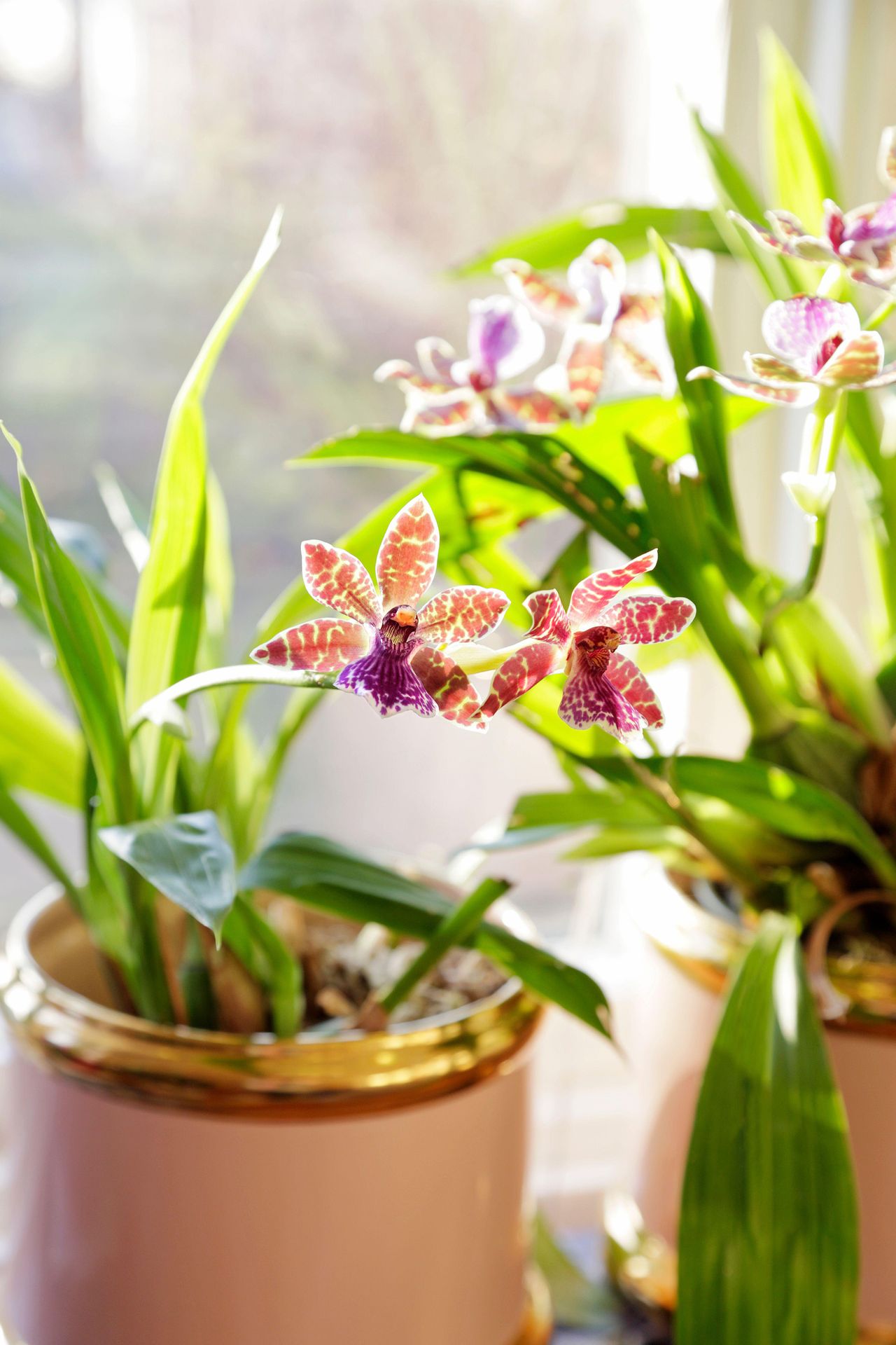 How to water orchids: the correct way for healthy blooms