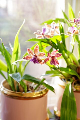 Pink orchids in pots on windowsill