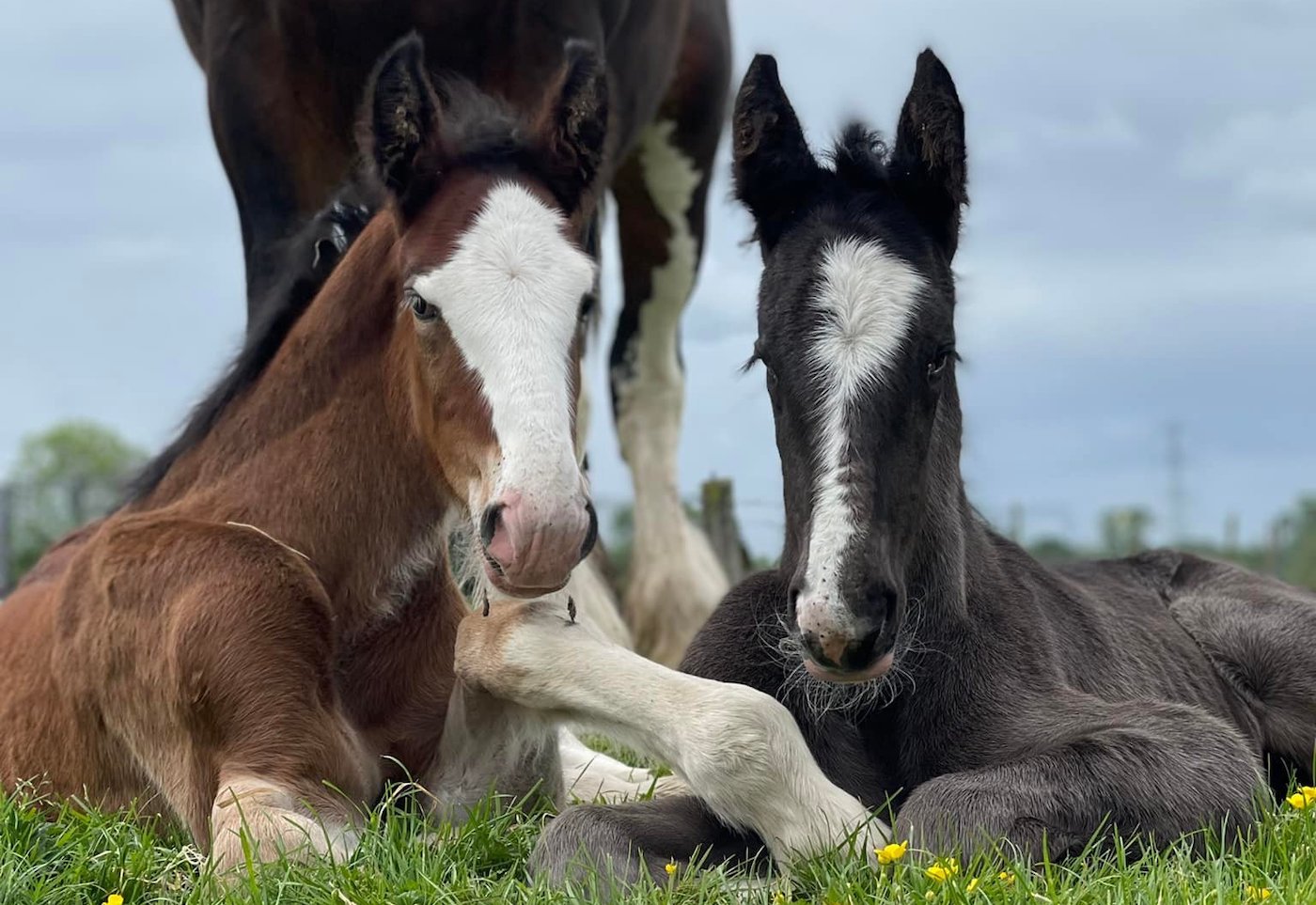 ShireFoals-copy.jpg