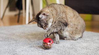 Cat using slow feeder ball