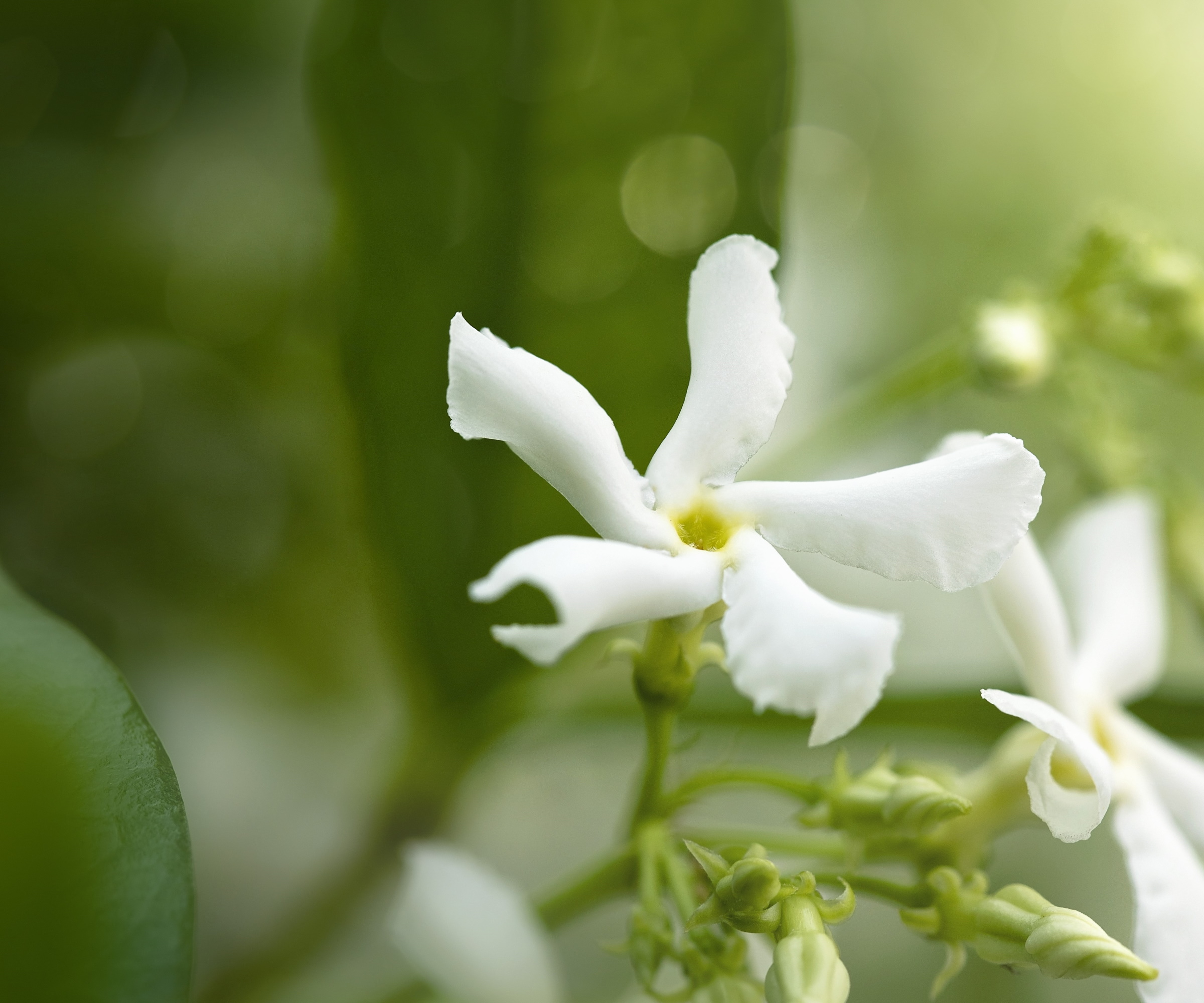 White jasmine flower in bloom with green foliage behind