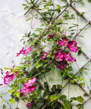 best plants for garden walls clematis