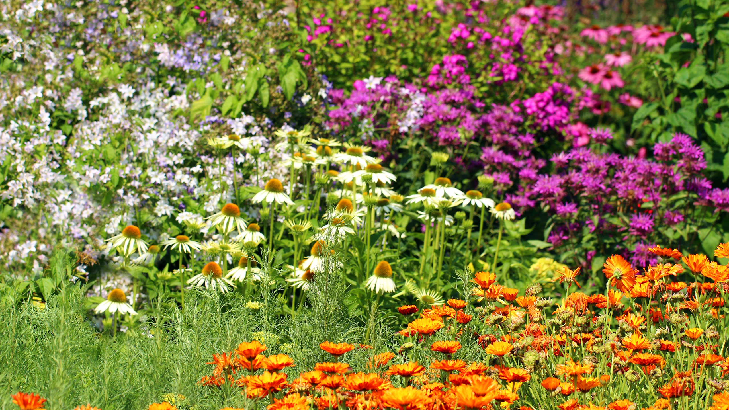 A bright, colourful flower garden with bee balm, coneflower, and orange marigolds