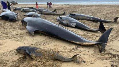 Stranded pilot whales on Lewis beach