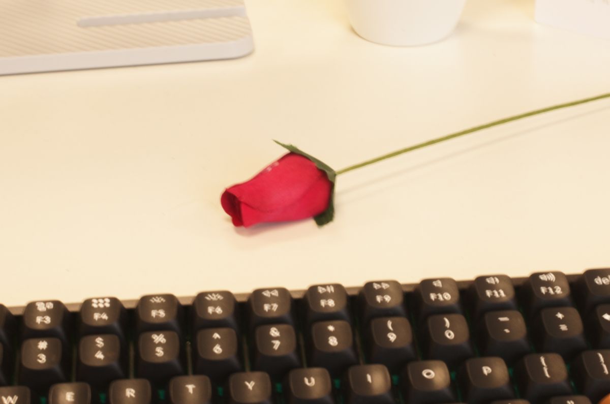 A photo of a fake rose taken on a Leica M11-D rangefinder camera