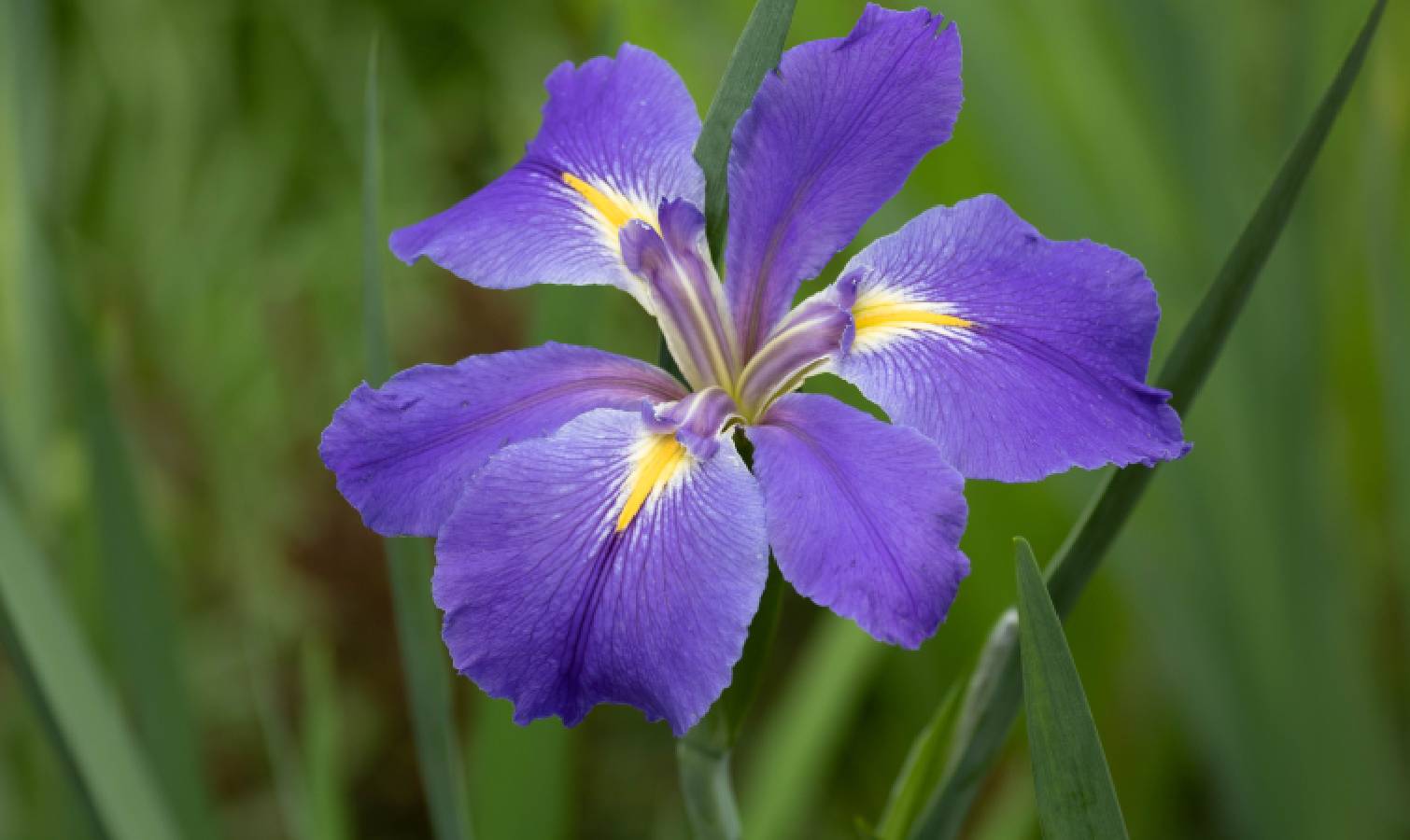 Single iris