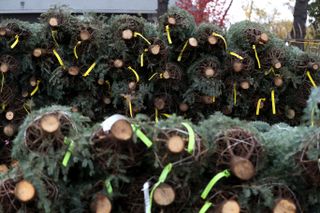 Christmas tree shortage - piles of real Christmas trees at garden centre