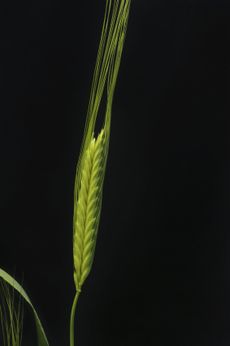 Emmer Wheat Plant
