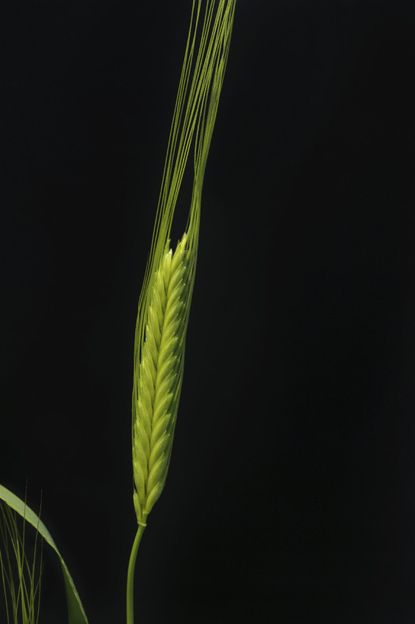 Emmer Wheat Plant