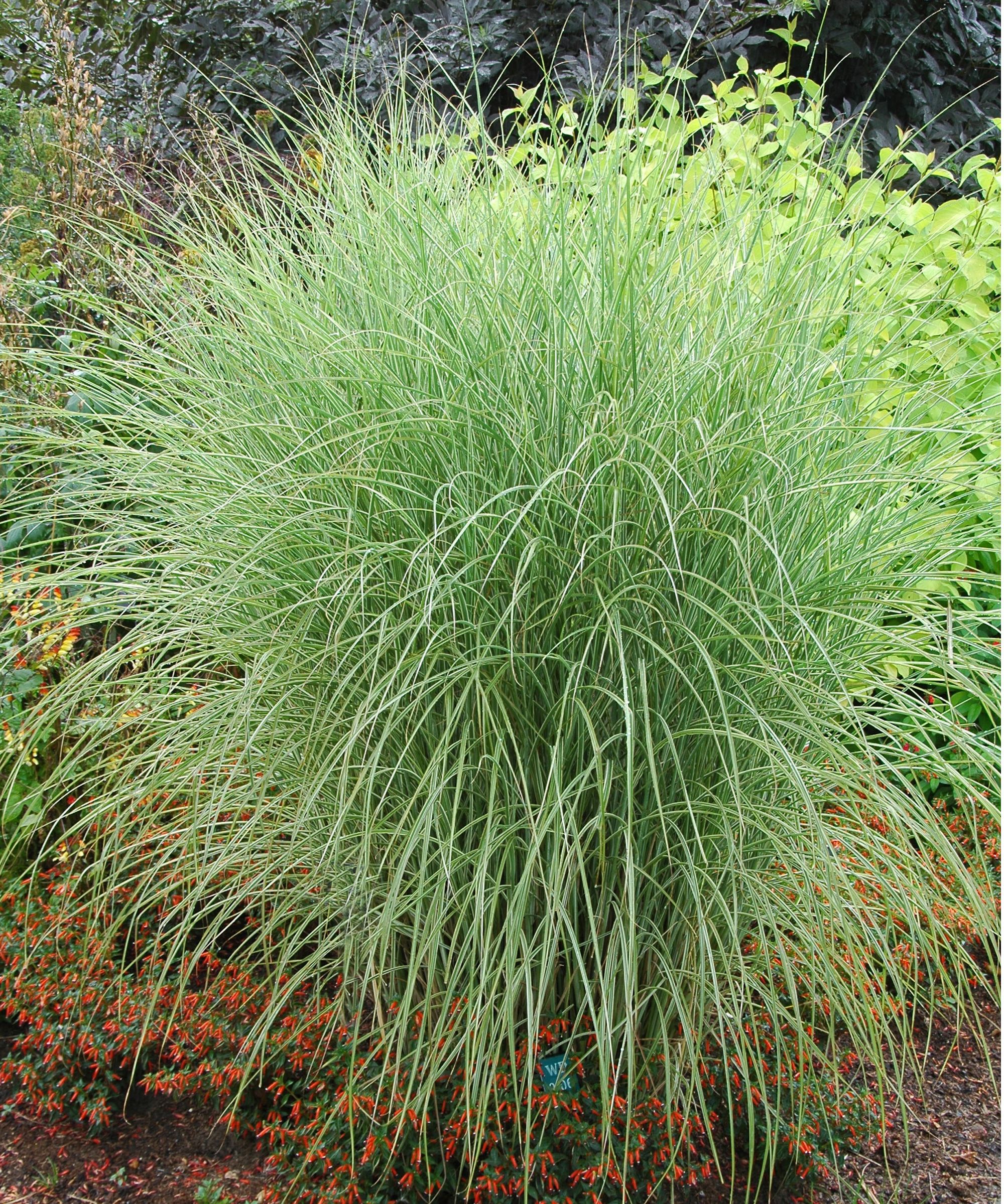 Miscanthus 'morning light'