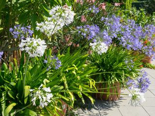 blue and white agapanthus in terracotta pots