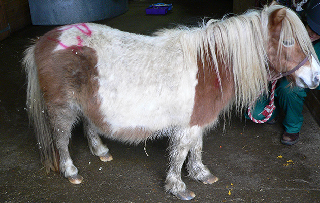 Before: Elsie