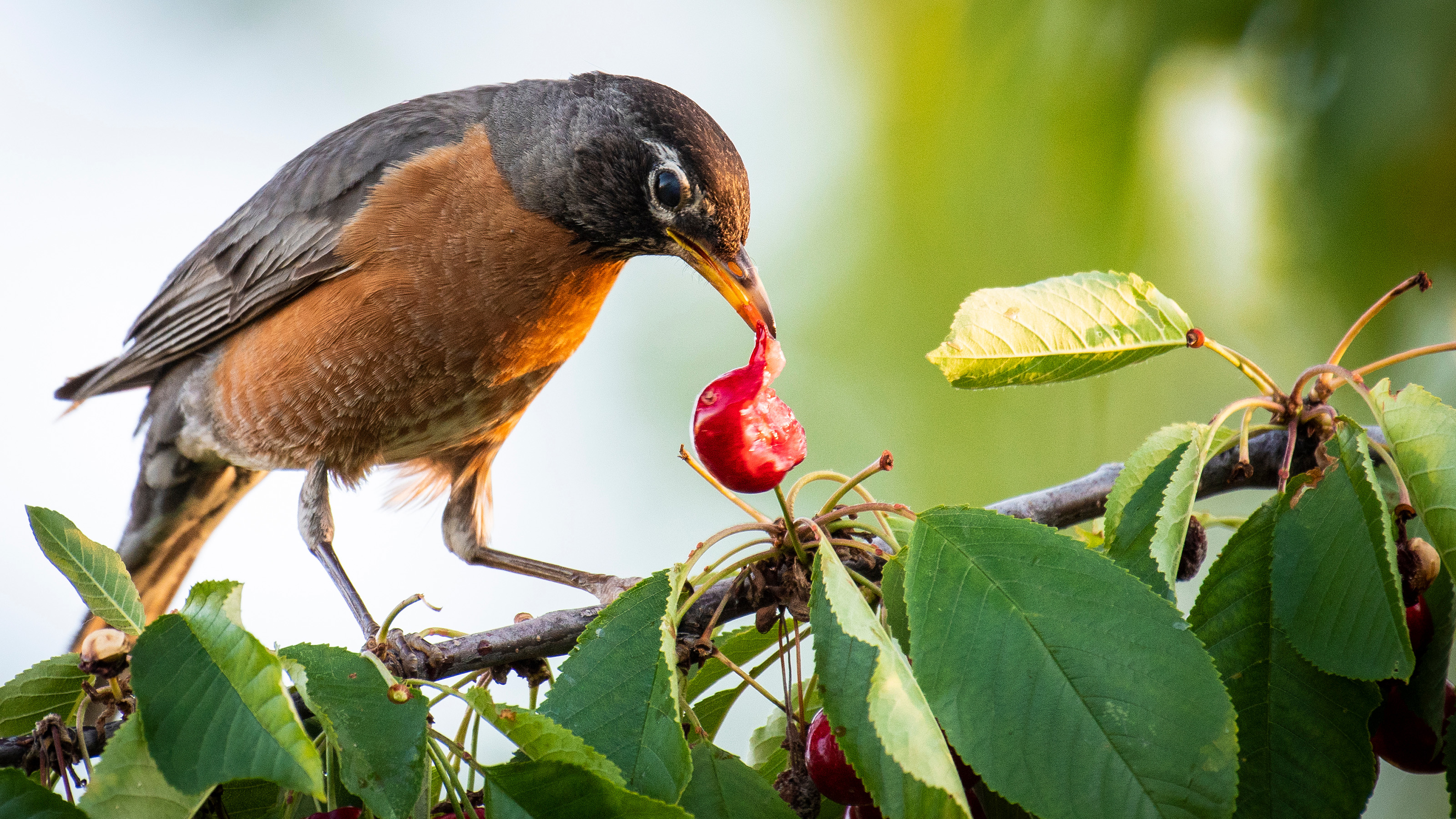 American robin eating a cherry