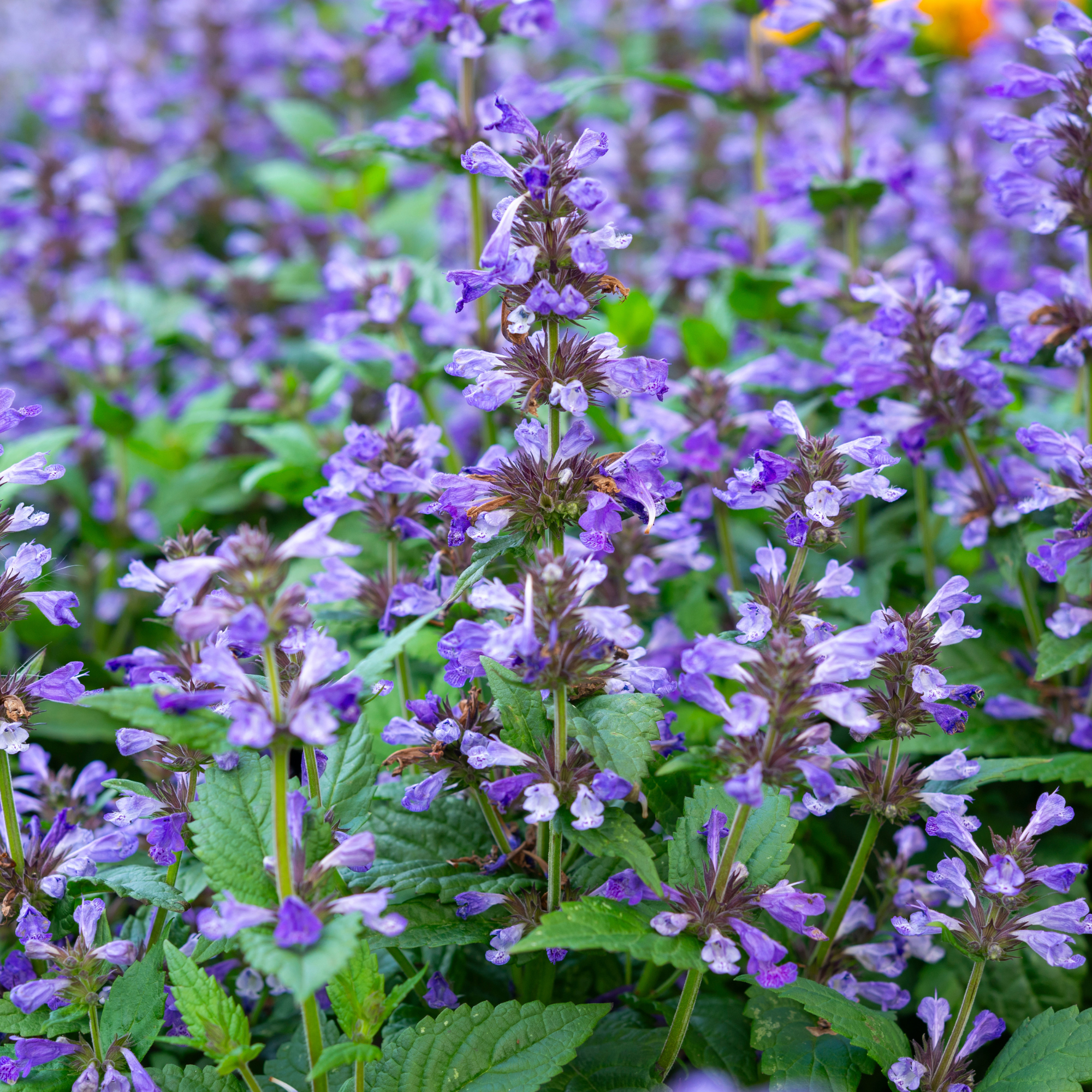 Close-up of flowering catmint plant.