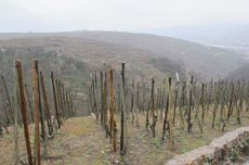 Steep slopes and terraced vineyards in C&ocirc;te-R&ocirc;tie