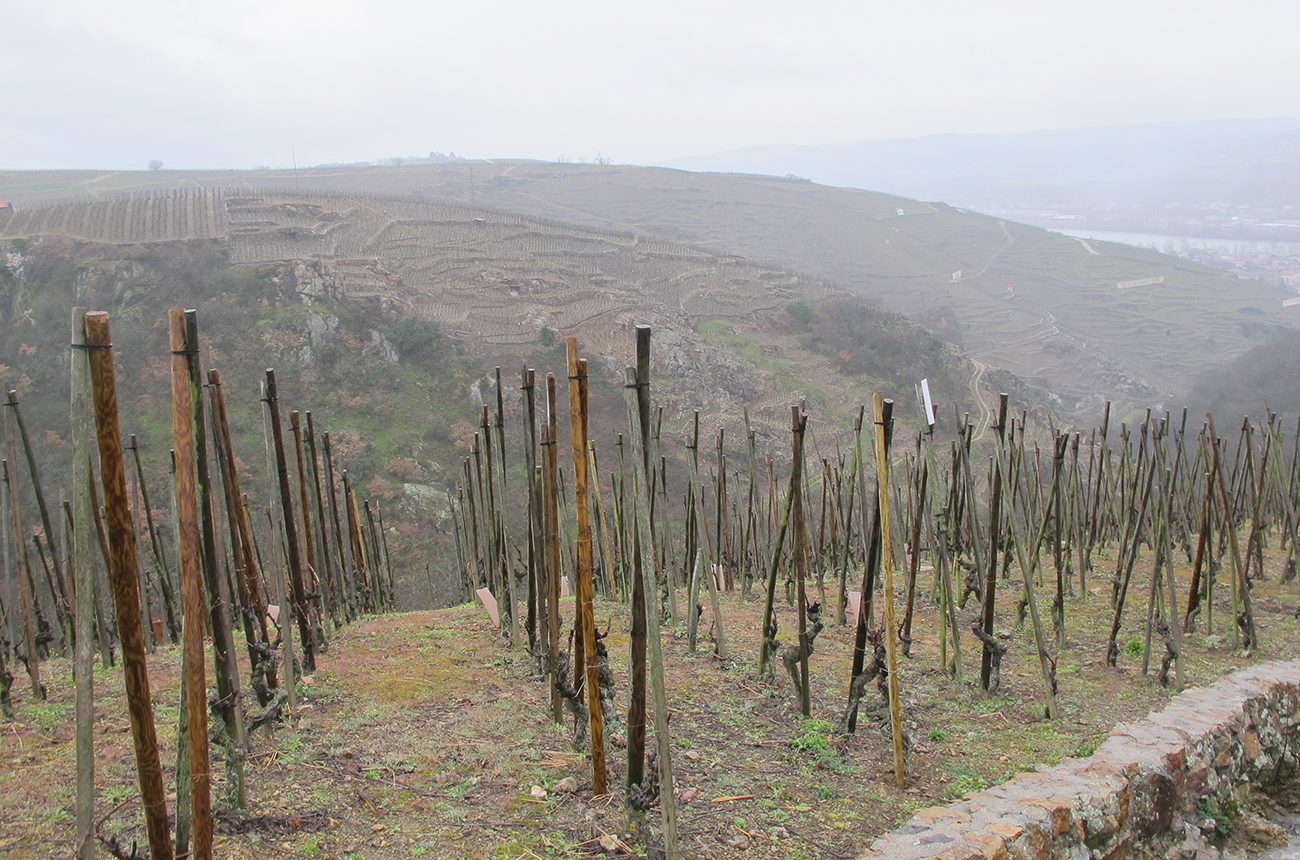 Steep slopes and terraced vineyards in C&ocirc;te-R&ocirc;tie