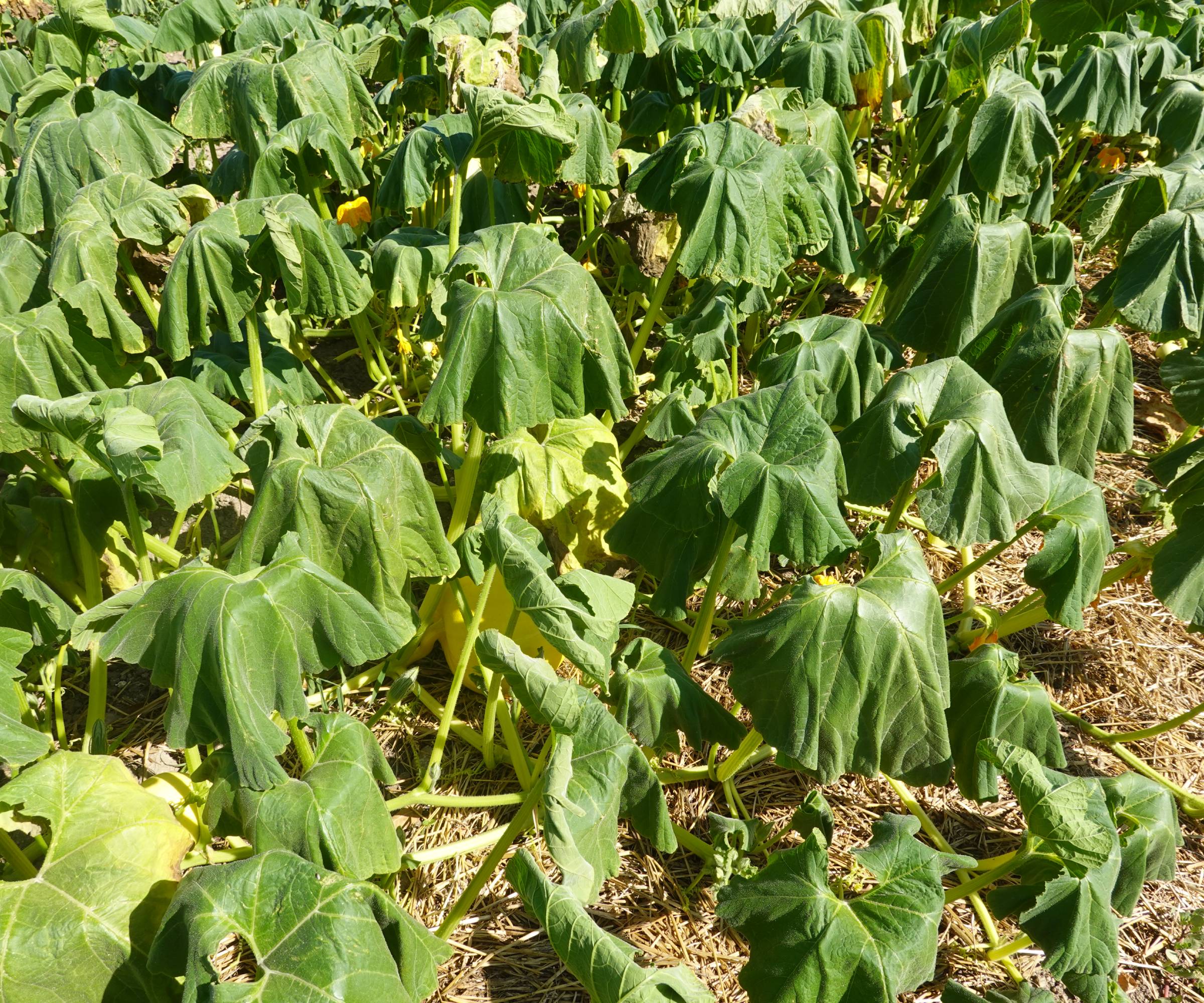 Several wilted squash plants