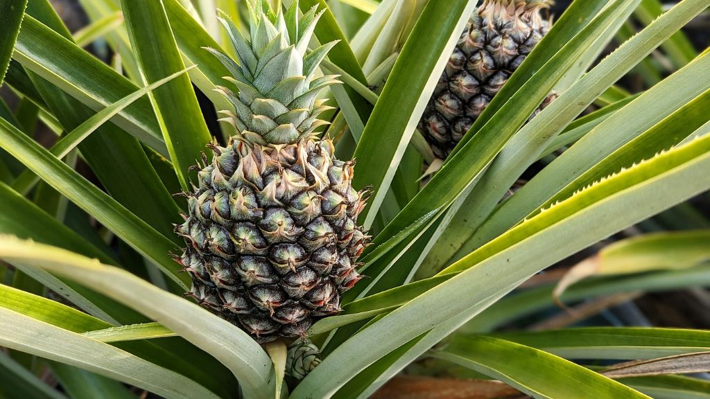 pineapple growing 